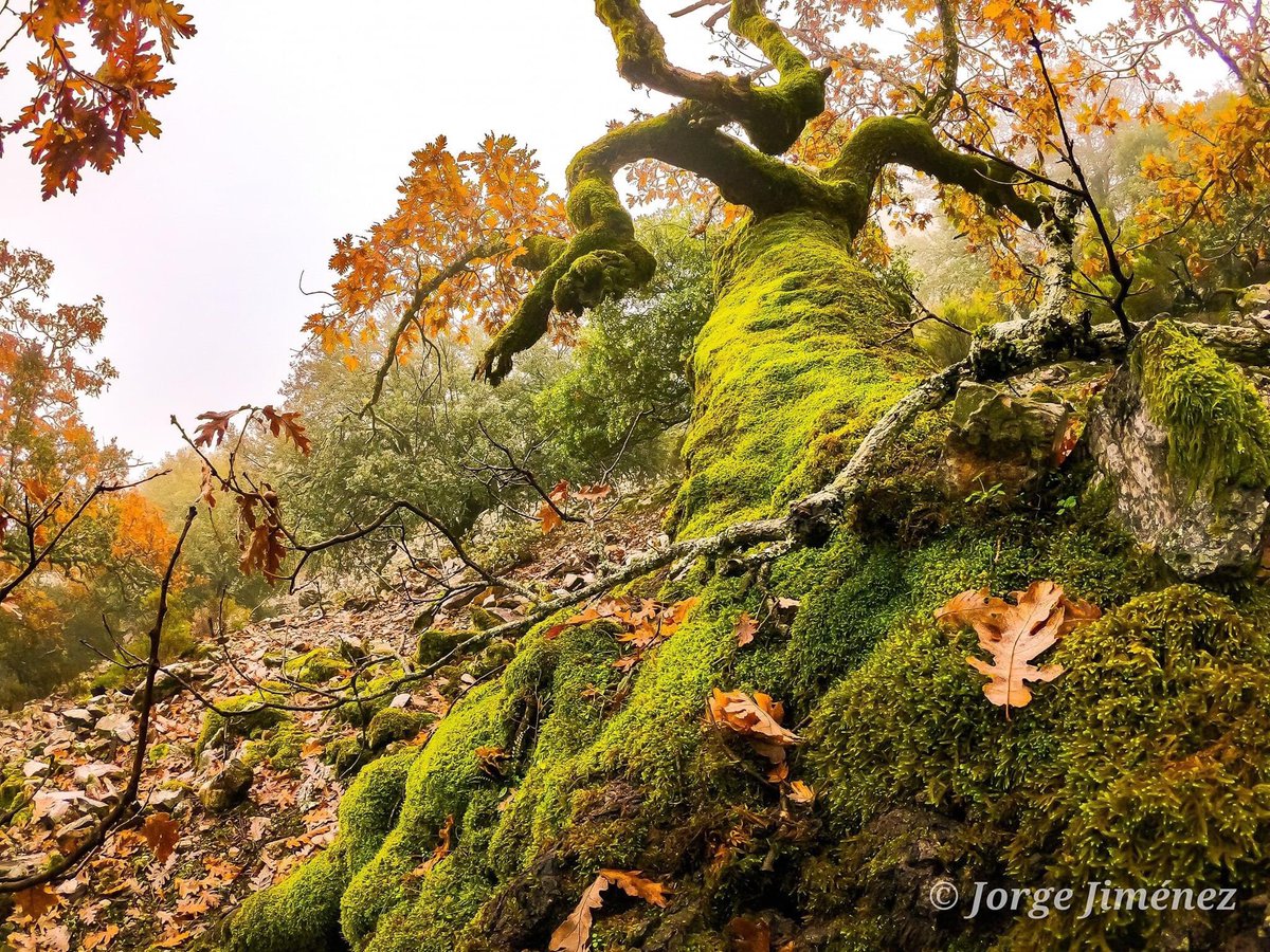 TRESVALLES_'s tweet photo. ÁRBOLES de #Batuecas ! 
Místicos, legendarios... supervivientes!! #enlasbatuecas #weRunIntoThewild 
.
.
Photo @junowild #expertosTresValles https://t.co/wLSwgqGtz1