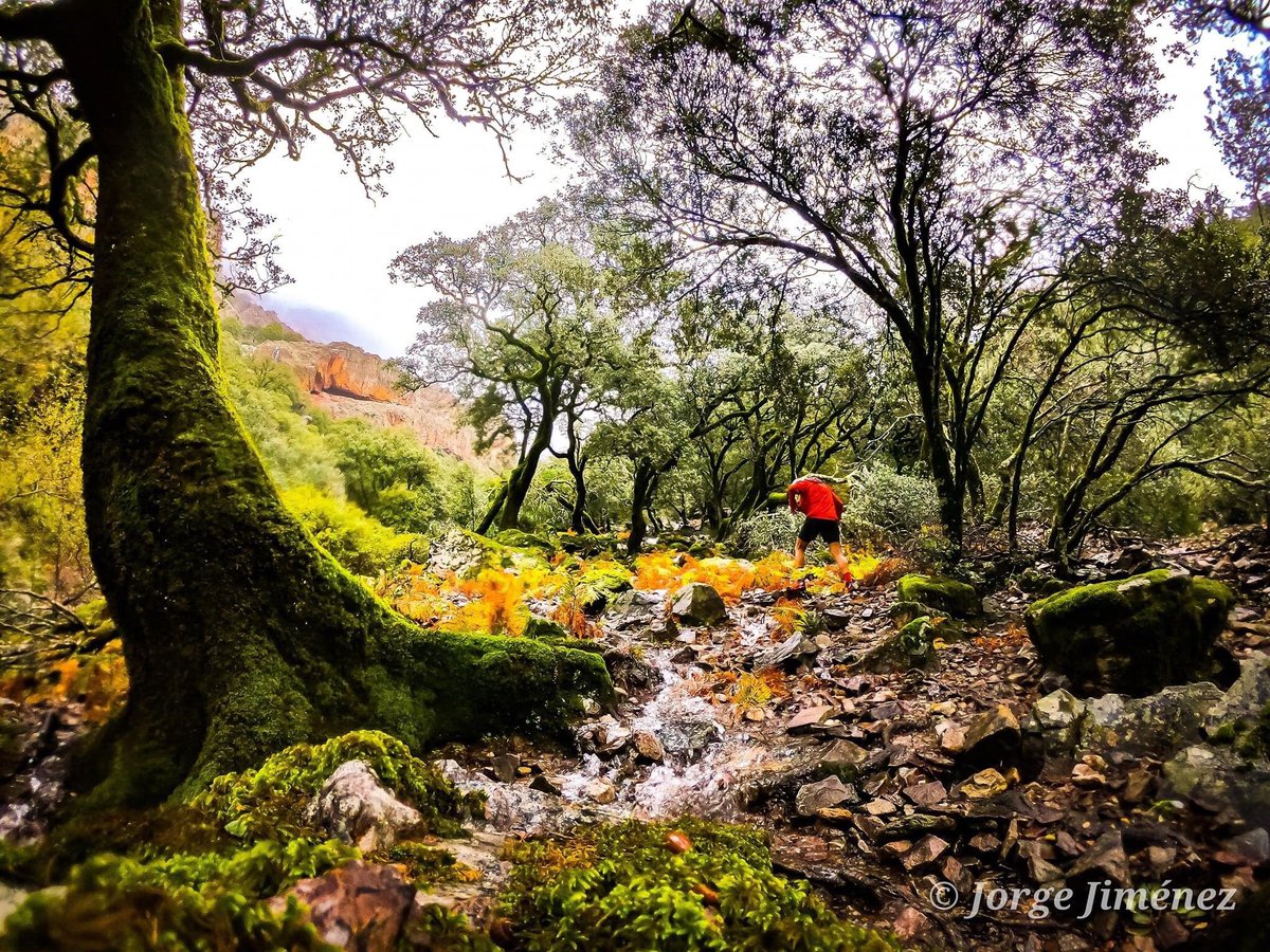 TRESVALLES_'s tweet photo. ÁRBOLES de #Batuecas ! 
Místicos, legendarios... supervivientes!! #enlasbatuecas #weRunIntoThewild 
.
.
Photo @junowild #expertosTresValles https://t.co/wLSwgqGtz1