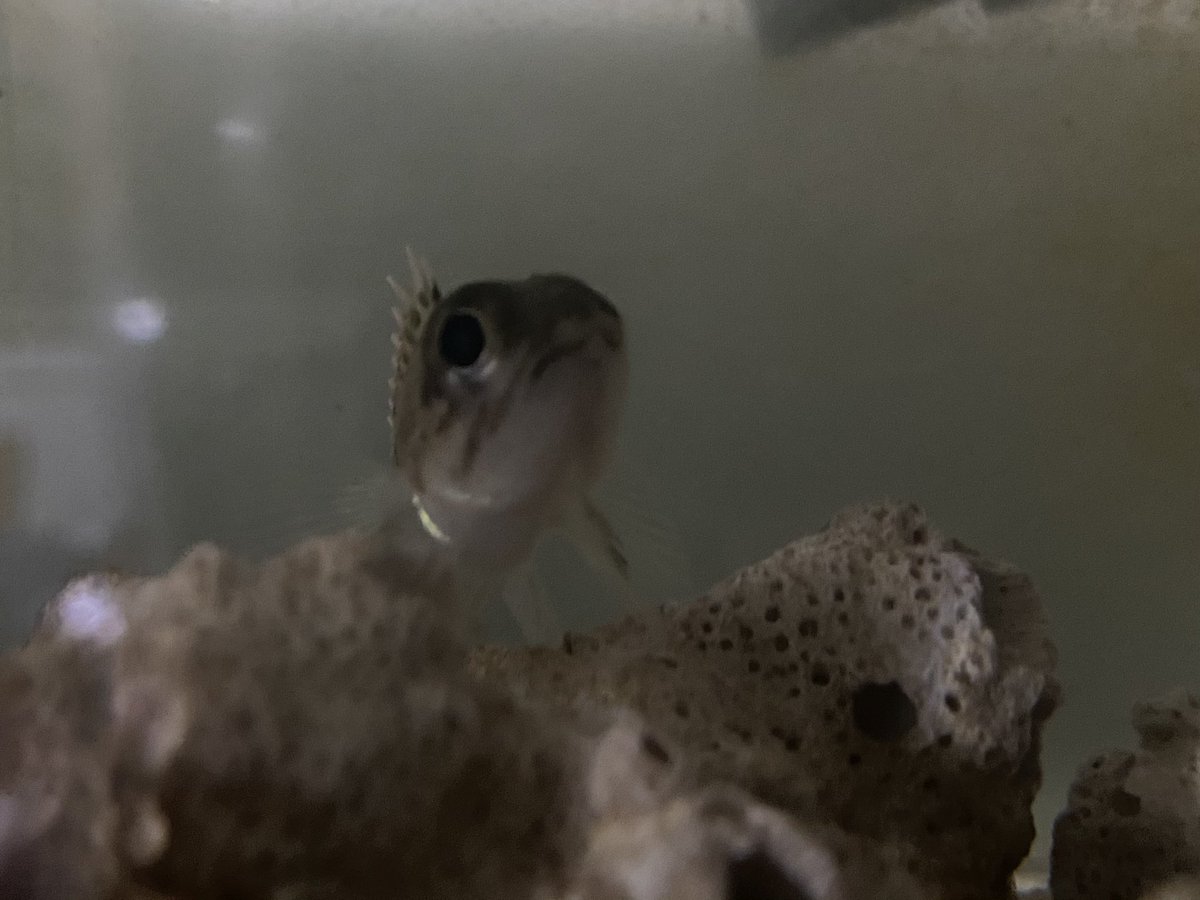 Sorari Pa Twitter 元々目が大きい魚なので 幼魚だと漫画のような顔をしています笑 4枚目が成魚です