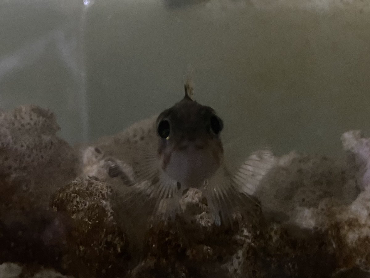 Sorari Pa Twitter 元々目が大きい魚なので 幼魚だと漫画のような顔をしています笑 4枚目が成魚です