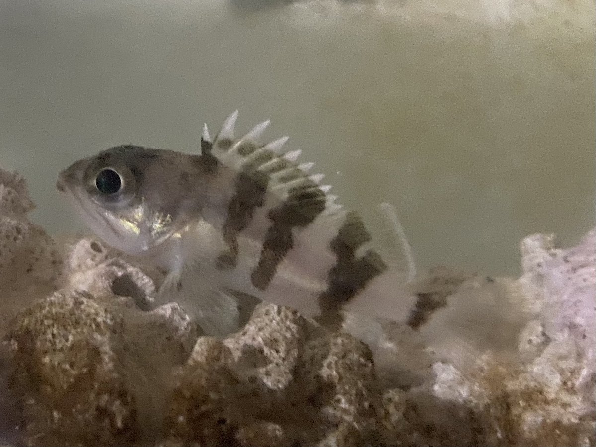 Sorari Pa Twitter 元々目が大きい魚なので 幼魚だと漫画のような顔をしています笑 4枚目が成魚です
