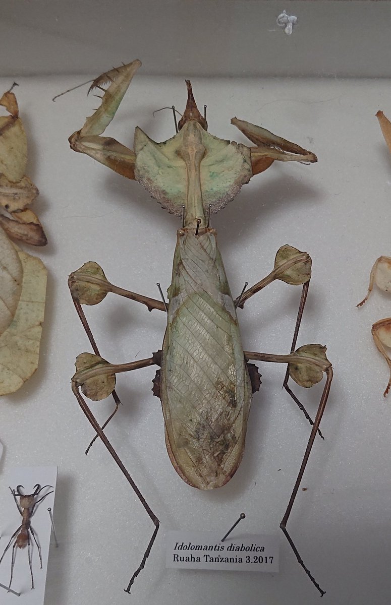 ☆ 展翅屋工房 ☆ 『 ハナカマキリ 幼虫 』 生態標本