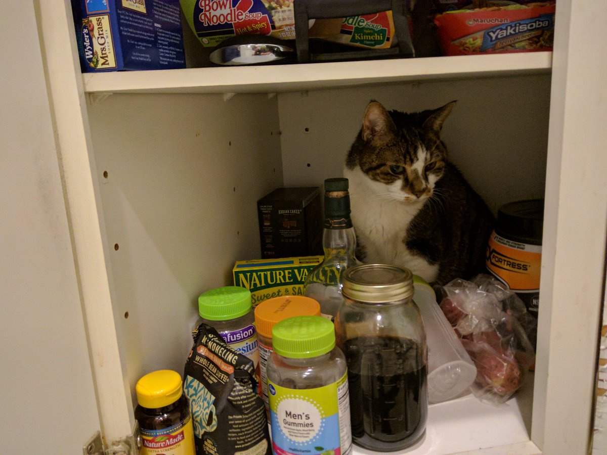 fang_lone's tweet photo. I find that inclement weather really helps me get in touch with my inner prepackaged food product. That way the thunder doesn't know I am a cat, and not some pasta. Similar to humans hiding under blankets. #CatsOfTwitter #thundernation #BidenTransition https://t.co/5SWKVkChkm