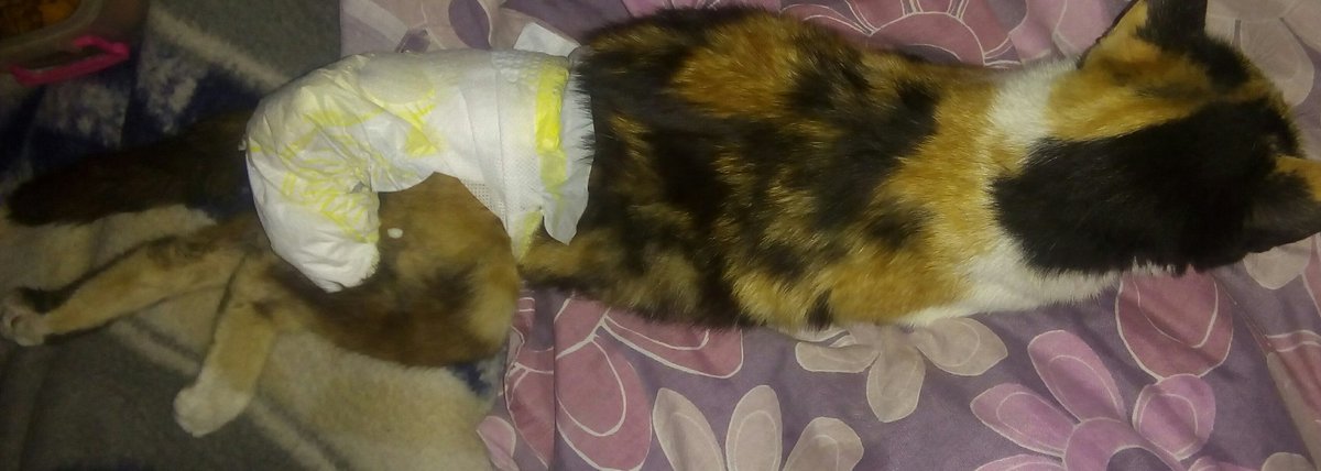 romygodoycb's tweet photo. #RosarioSolidaria #AyudemosAMumi
Seguimos necesitando ayuda para costear el tratamiento de Mumi.
Dejo links de pago para los que quieran colaborar:
https://t.co/XuwMbzTXfr

https://t.co/ghmaUbvIMy

https://t.co/qlZsfLolLF

https://t.co/3VKEa78YoU

https://t.co/giKoA8ftvO https://t.co/sJXkZv3yMA
