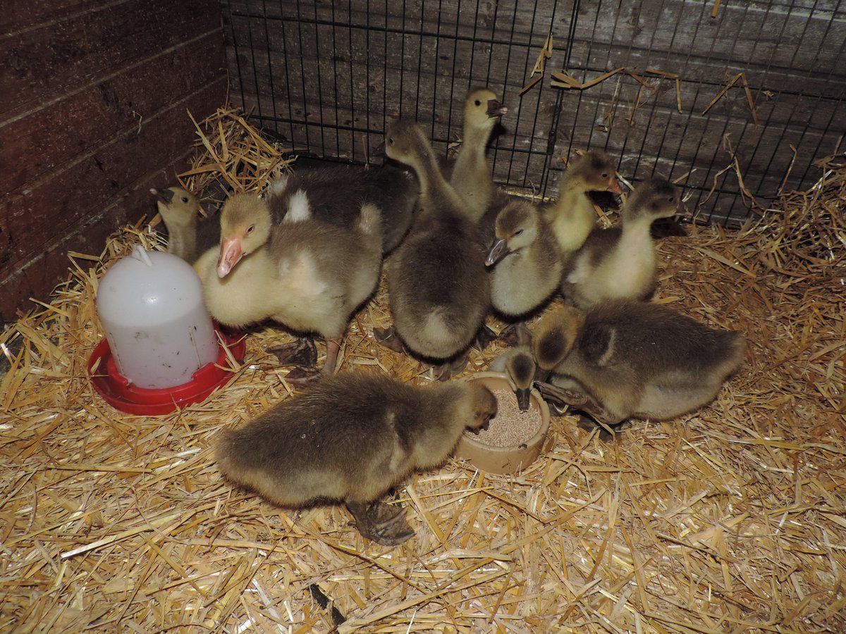 Geese play a big role today being eaten in large quantities for their betrayal. It's end of year, agriculturally. Today farm rents are due, final autumn sowing completed & time to eat fattened up animals that one can't afford to keep feeding over winter. I have done it once/4