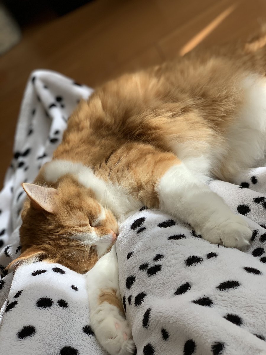 szzzuu's tweet photo. ポカポカでお昼寝
＃保護猫さんと暮らす 
#猫のいる暮らし https://t.co/trfL6Gan1U