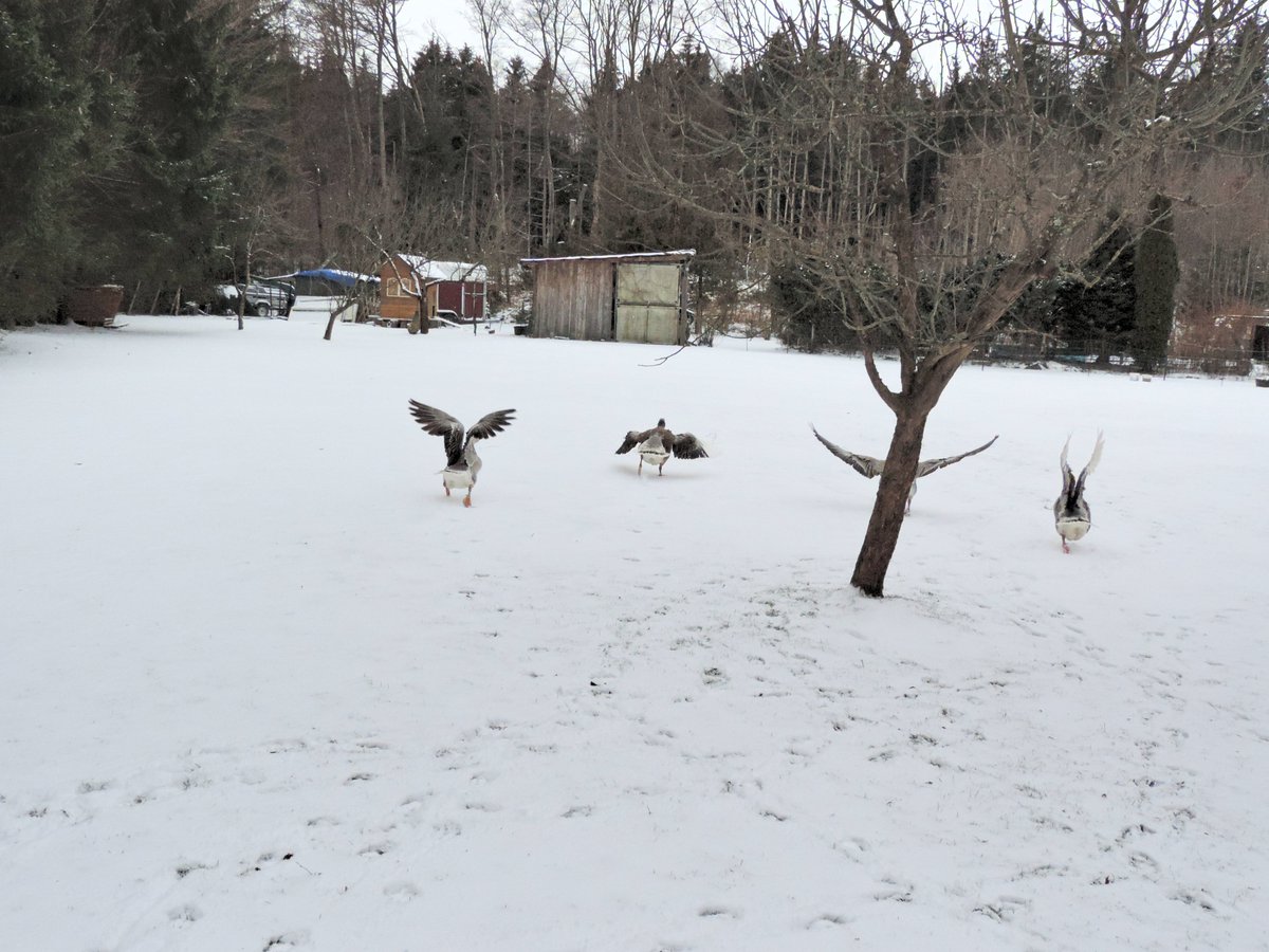 Geese play a big role today being eaten in large quantities for their betrayal. It's end of year, agriculturally. Today farm rents are due, final autumn sowing completed & time to eat fattened up animals that one can't afford to keep feeding over winter. I have done it once/4
