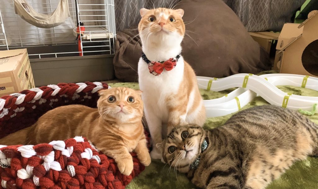 みんな、まるぅーーい🙉

#猫
