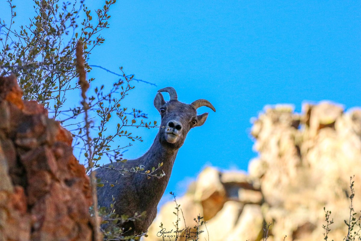 Great_SmallFoto's tweet photo. I see you.
.
#bighornsheep #bighorn #wildlife #coloradowildlife #colorado #canonusa #nature #naturephoto #animalcaptures #protectwildlife #intelligentdesign #rockymountains #wildlifepictures #wildlifeofcolorado #nature_perfection #nature #naturephotography #photooftheday https://t.co/WWH2gcmR1R