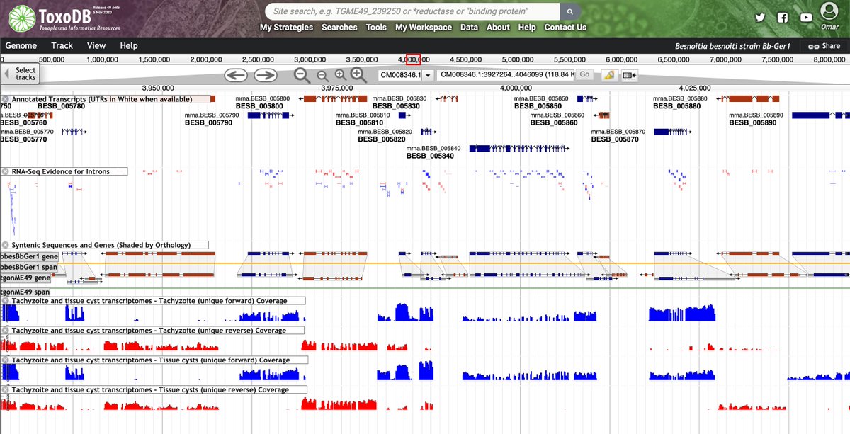 veupathdb's tweet image. In release 49 or #ToxoDB: 
• Genome of Besnoitia besnoiti @JCVenterInst veupathdb.org/veupathdb/app/… 
• Transcriptome of tachyzoites and cysts from Adrian Hehl&apos;s lab (pre-publication!) veupathdb.org/veupathdb/app/…