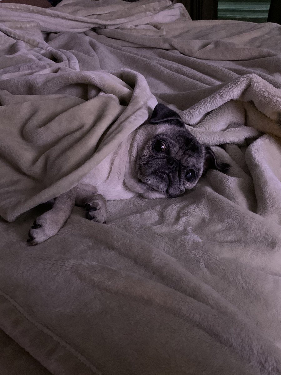 Pia_Pia_the_Pug's tweet photo. Really, trying to sleep here! #servicedog #veteranservicedog #retired #pugnation #pugsofinstagram #puglove #puglife #pug #pugs #truelove #adorable #precious #cute #love #florida #vcapets #rescuedog #donotdisturb #sleeping #tired #stopphotos #tryingtosleep #wokeup #sleepy https://t.co/mbVvk0jhs9