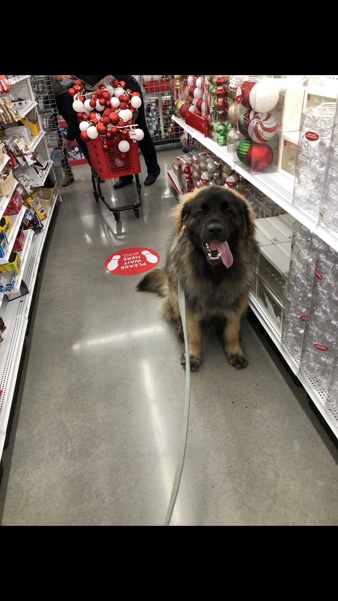 figmil's tweet image. Waiting our turn! 🦁 @MichaelsStores