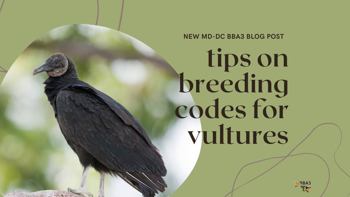 mddcbba3's tweet photo. Don't miss the latest #MDDCBBA3 blog post all about the do's and don'ts of breeding codes for #vultures! 

#ornithology 

https://t.co/CcExt036OV https://t.co/x1n7nvZwK2