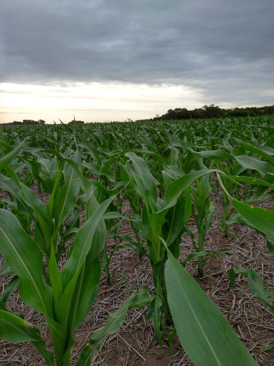 Recorriendo el Potro... Y el maicito esperando el agüita del finde...