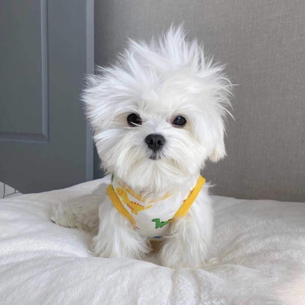 Shed Defender tweet media