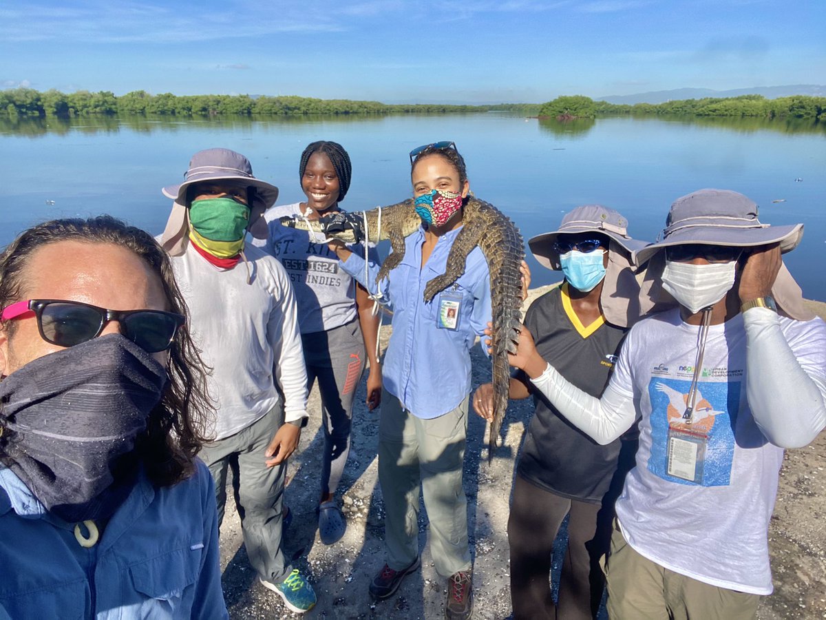 HopeZooKingston's tweet photo. Team work makes the dream work π€π―π²π @nepajamaica & @HopeZooKingston joining up for another #crocodile release after he was rescued from the airport cargo parking lot this morning. These #mangroves are one of the preferred habitats for our precious #jamcrocs.
#kingston #jamaica https://t.co/P40DsAWIXb