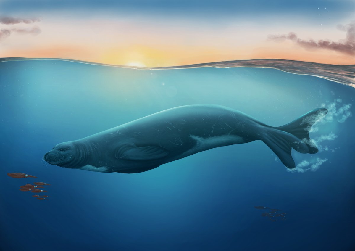 New paper: Discovery of the first southern monk seal, 𝘌𝘰𝘮𝘰𝘯𝘢𝘤𝘩𝘶𝘴 𝘣𝘦𝘭𝘦𝘨𝘢𝘦𝘳𝘦𝘯𝘴𝘪𝘴, changes everything we know about true seal evolution! My 3rd PhD paper  @royalsociety 1/7:  @BranArtworks  http://dx.doi.org/10.1098/rspb.2020.2318