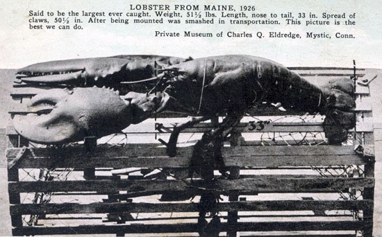 The largest lobster on record is a whopping 51.5 lbs. Not a lot is known about this specimen though, so here’s a measly 27-pounder for comparison.  https://largest.org/animals/lobsters/