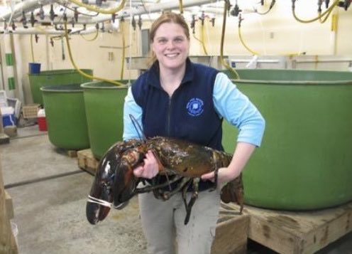The largest lobster on record is a whopping 51.5 lbs. Not a lot is known about this specimen though, so here’s a measly 27-pounder for comparison.  https://largest.org/animals/lobsters/