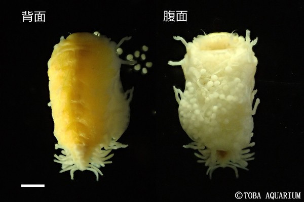 TOBA_AQUARIUM's tweet photo. エビノユタンポ: 3年前に尾鷲沖 熊野灘水深280-290mで採集したエビヤドリムシの仲間が新種記載されました。 ノコノハエビジャコ（2015年にメクラエビから改名）が抱える「湯たんぽ」のように見えることから、和名はエビノユタンポ！学名は […] https://t.co/LLh4tQMeQ2 https://t.co/gb94bIc9Bg
