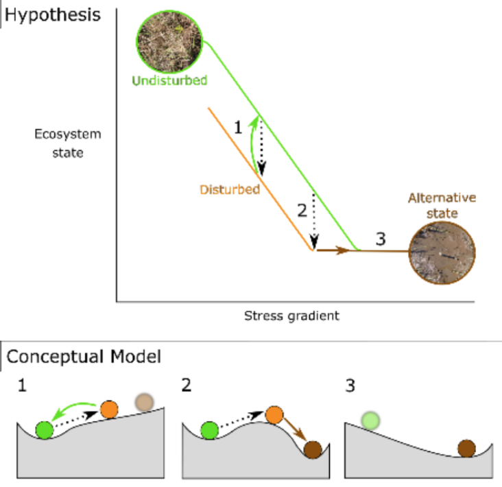 We used well-studied flooding gradients in  #CoastalWetlands as our chronic stress gradient. Flooding decreases function until  #Marsh becomes  #Mudflat. We hypothesized that if you add  #Disturbance,  #Marsh can transition to alternative state somewhere along gradient...