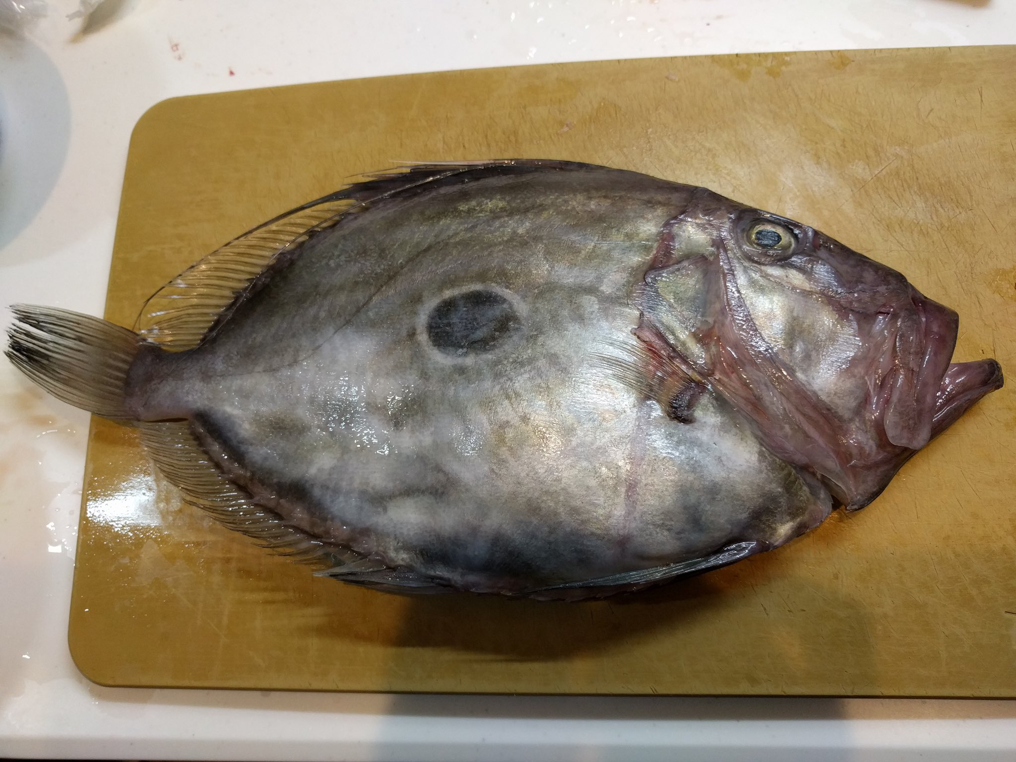 サカタベ 魚たべよ きまぐれクック 正解は マトウダイ マトウダイの肝はカワハギに匹敵するほど美味く カワハギよりでかいです 体の中心に黒い斑点があり 的のように見える事から 的鯛 と名付けられました 旬 秋 初春 が旬です お
