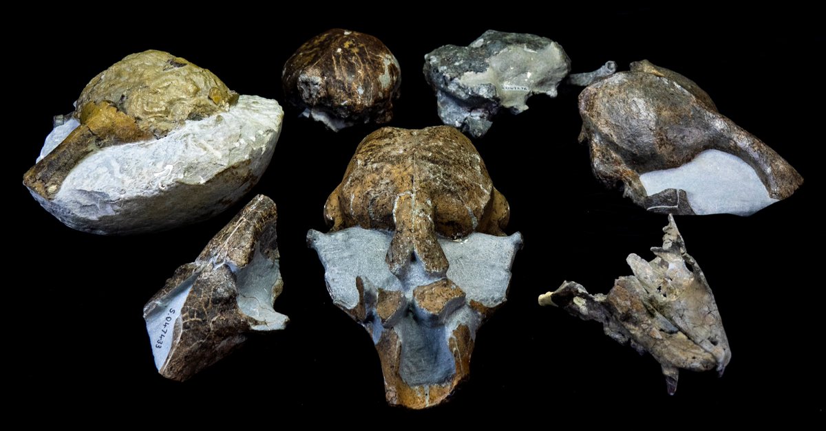 I looked at 7 fossil skulls found at Taranaki, on New Zealand’s north island. The 3 million-year-old true seal fossil record at Taranaki is one of the best in the world, but had never been studied. 3/7