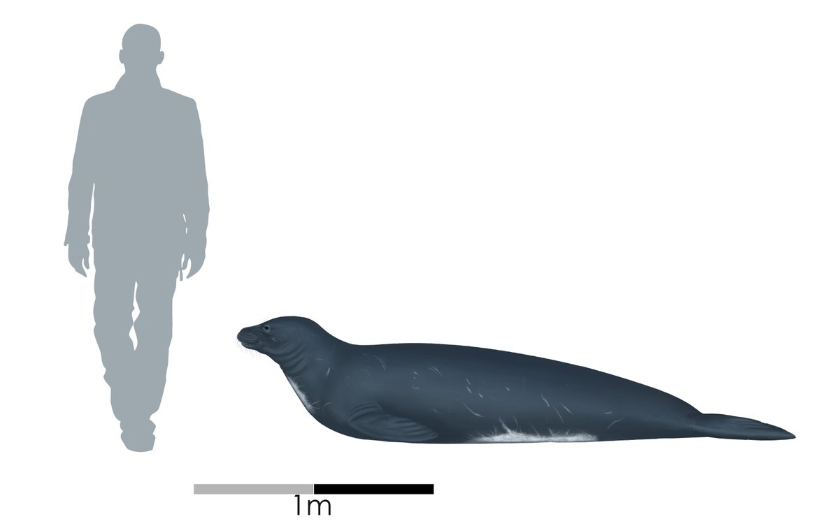 The Taranaki fossils represent a new species, 𝘌𝘰𝘮𝘰𝘯𝘢𝘤𝘩𝘶𝘴 𝘣𝘦𝘭𝘦𝘨𝘢𝘦𝘳𝘦𝘯𝘴𝘪𝘴, the oldest and most southern monk seal! Until today, monk seals were only known from the Northern Hemisphere. 4/7:  @BranArtworks  @Te_Papa