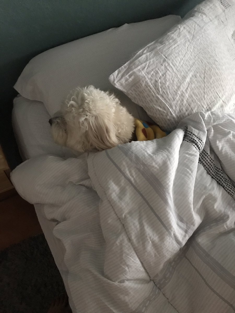 La Mascota / los momentos