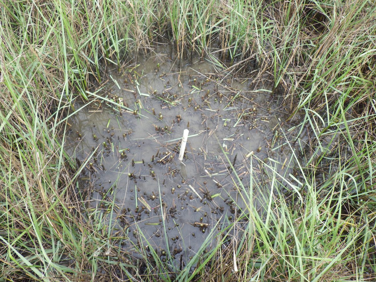 To test this idea, we first set up disturbance-recovery experiments along flooding gradients in the field mimicking a top-kill (like wrack deposition). We tracked recovery and recovery rates of several plant metrics (with much help!).