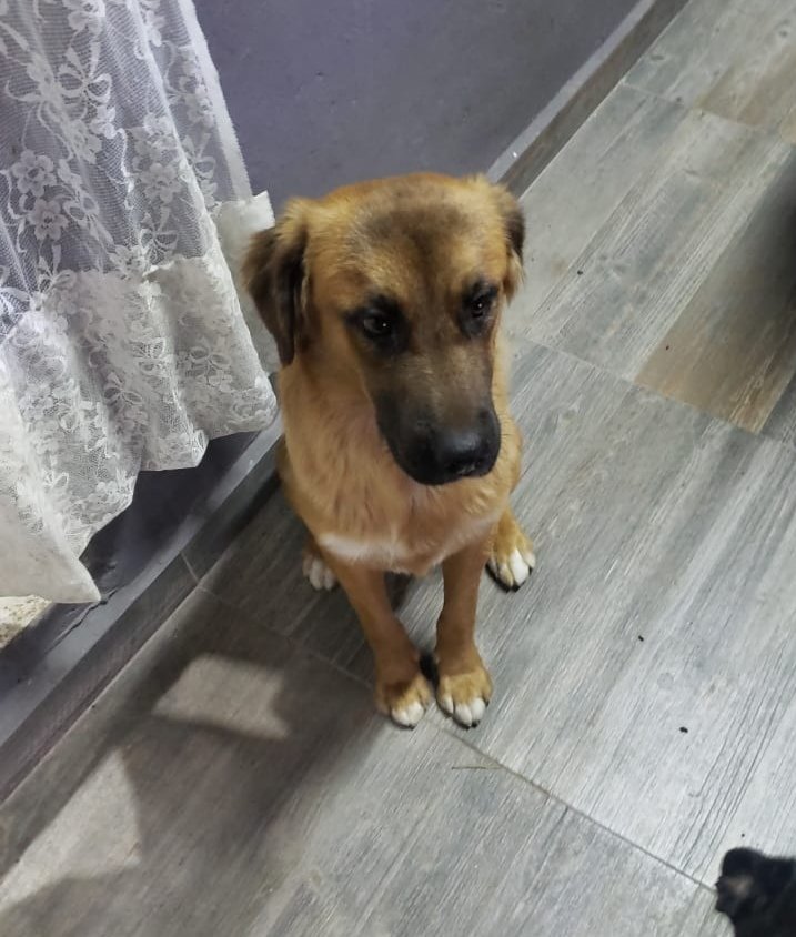 hogarluwina's tweet photo. 🆘 URGE HOGAR 🆘

Este perrito fue rescatado ya hace un tiempo pero nadie lo ha adoptado...
Necesita de un hogar temporal o mejor aún definitivo...

Nos ayudan difundiendo para que que sea adoptado y le den el amor y cariño que merece 🙏 https://t.co/LcnXNU9Pgr