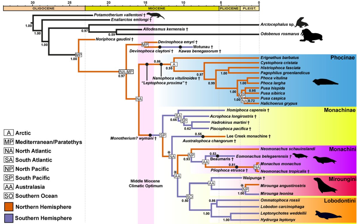 Our investigation into the evolutionary history of true seals resulted in the most comprehensive phylogeny of the group to date! 6/7