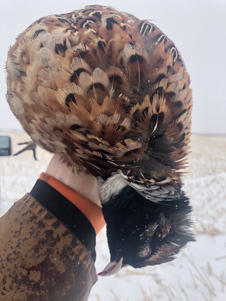 pfcalgary's tweet photo. Blonde and wild ⁦⁦@pfcalgary⁩ ⁦@pheasants4ever⁩ https://t.co/RI0D9mQMXq