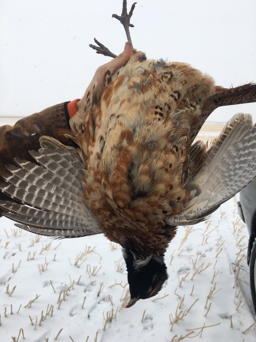 pfcalgary's tweet photo. Blonde and wild ⁦⁦@pfcalgary⁩ ⁦@pheasants4ever⁩ https://t.co/RI0D9mQMXq