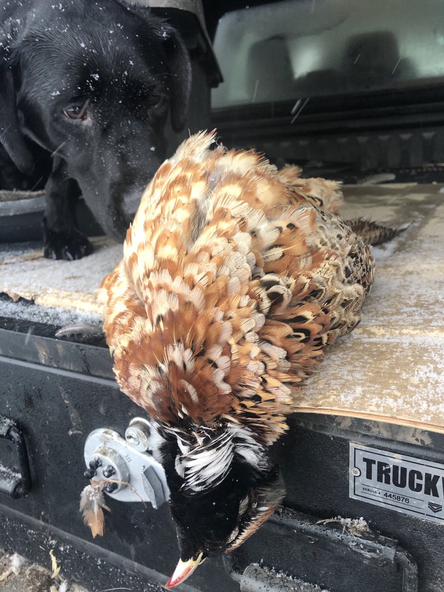 pfcalgary's tweet photo. Blonde and wild ⁦⁦@pfcalgary⁩ ⁦@pheasants4ever⁩ https://t.co/RI0D9mQMXq