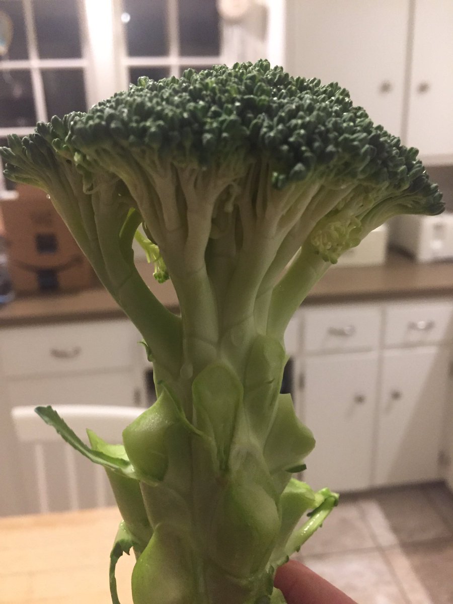 we are all florets of the same stalk #insightfulbroccoli #peace