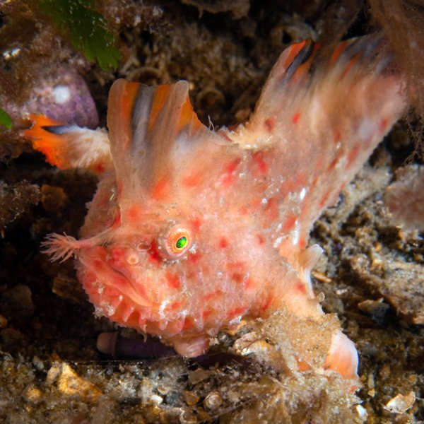 NESP Marine Hub tweet media