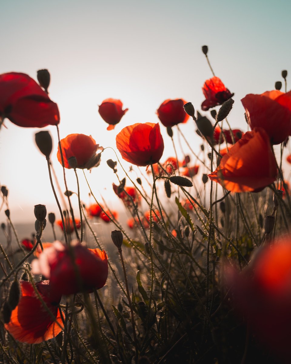 Colour_Time's tweet image. 🟡 Together, we honour our veterans with a moment of silence at 11:00am on Remembrance Day.⁣
⁣
#LestWeForget