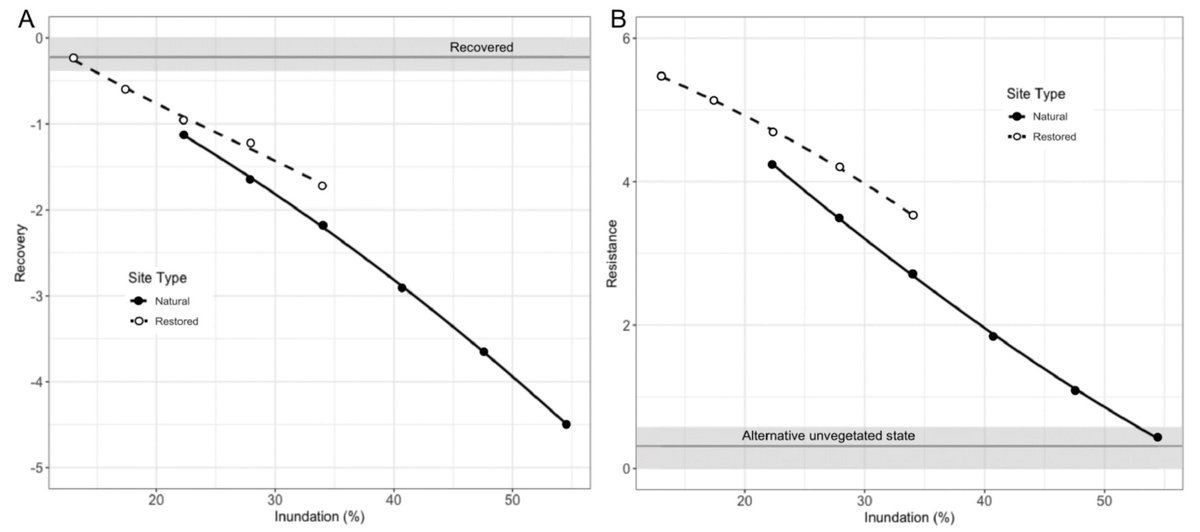 We found that chronic flooding stress reduced  #Belowground plant biomass, which directly impacted recovery after acute disturbance. Simulated communities flooded > 52% and < 65% of the time exhibited state change, going from vegetated to mudflat after a single disturbance