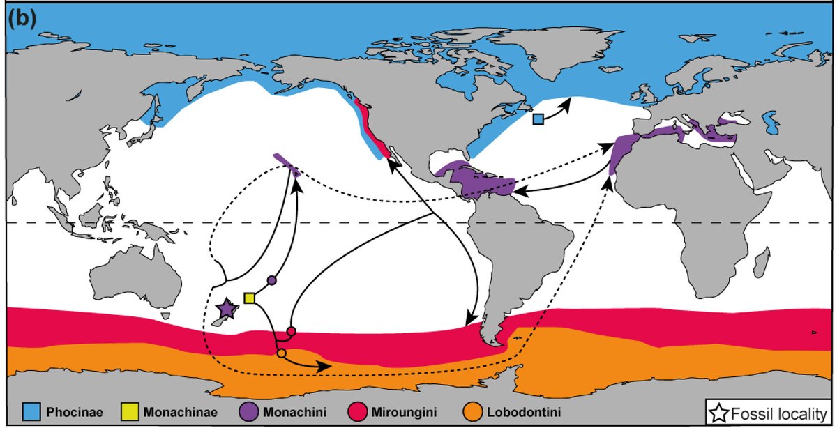 When we looked at true seal biogeography, we discovered that monachines (southern true seals) evolved in the Southern Hemisphere! Until now, it was thought monachines evolved in the North Atlantic. This represents a drastic change in the evolutionary history of the group. 7/7