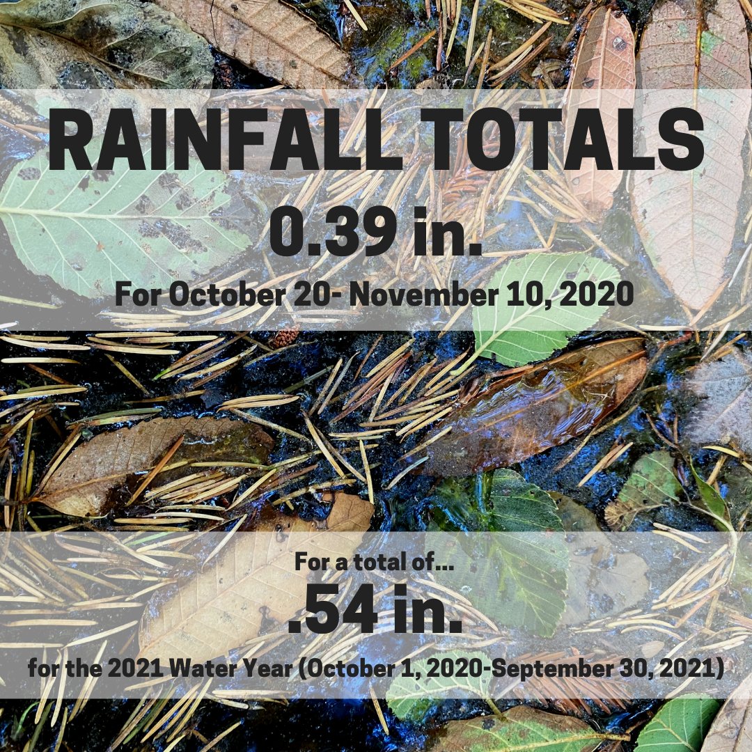 Sanctuary Forest tweet media