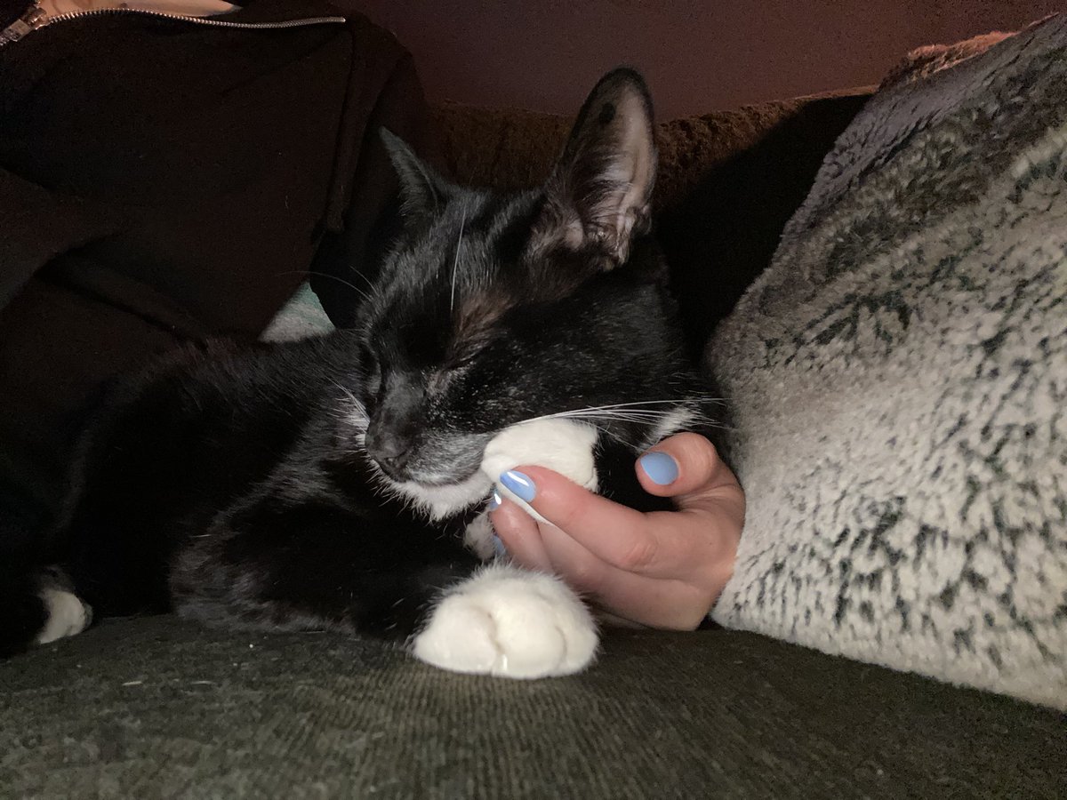 When your cat puts his paw in your hand while snuggling and you think it can’t get any cuter...and then he uses both as a head rest 😭