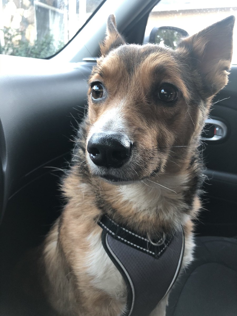 RickyPDillon's tweet photo. oliver was very good at the vet today! https://t.co/BVzWd5vpwk