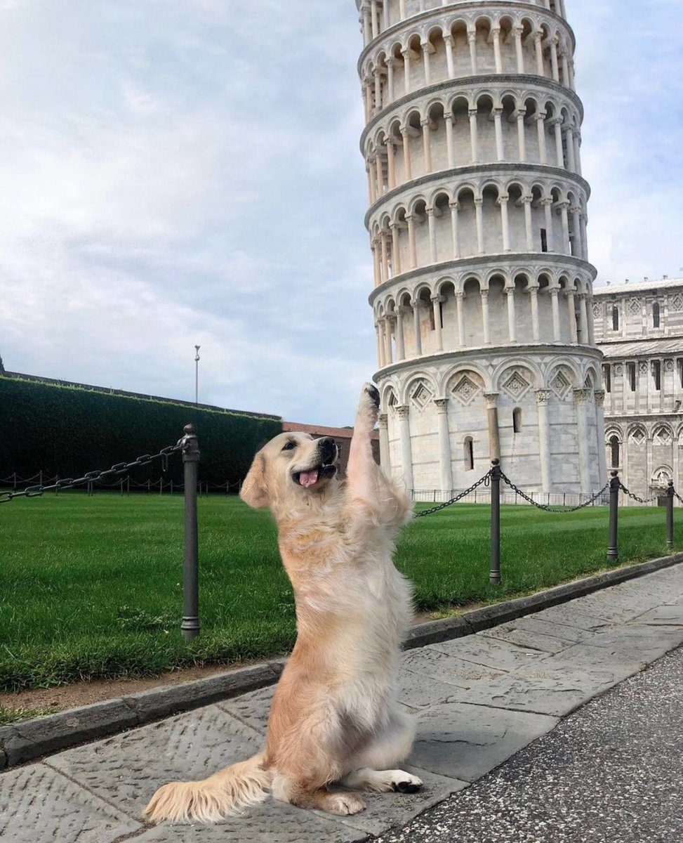 dog_rates's tweet image. This is Julie. She’s the only thing keeping the tower from falling. Not sure why it’s her responsibility, but she doesn’t mind. 14/10