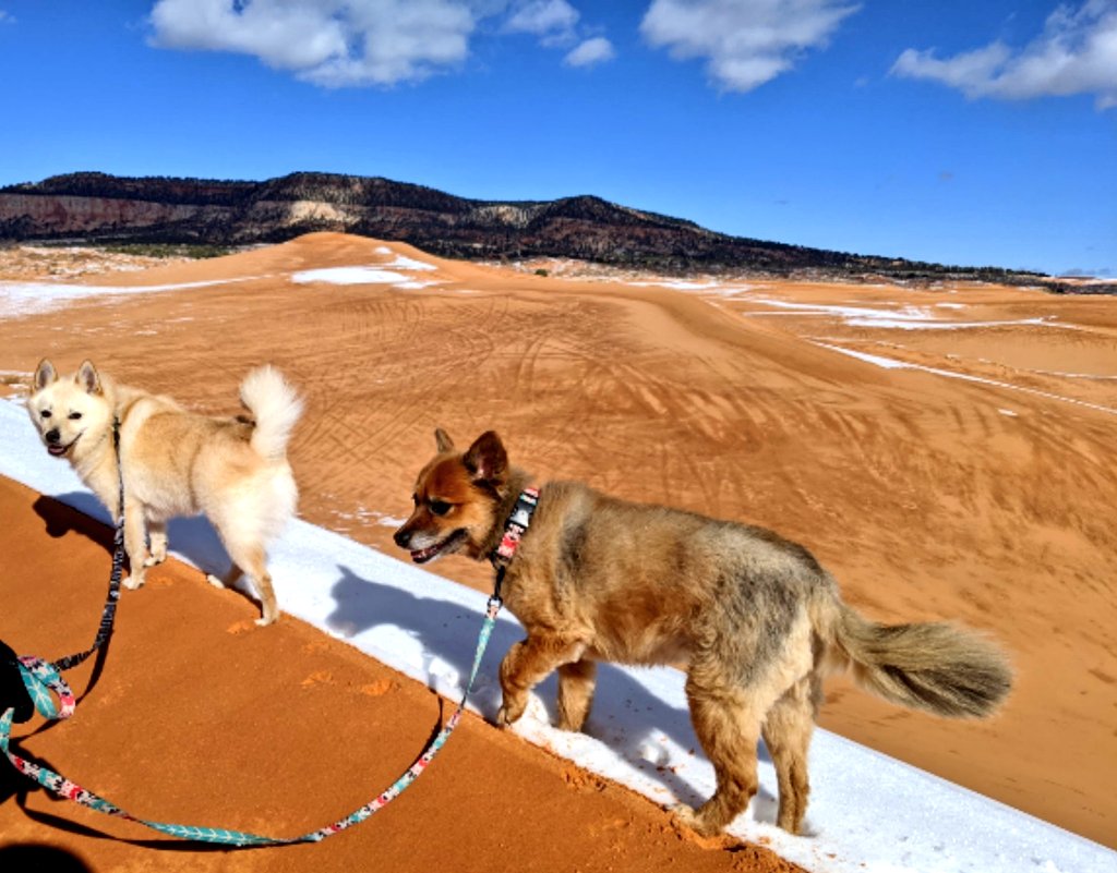 Hiking out across Coral Pink Sand Dunes #travelingdogs #scamperpup #lokimon #dogsoftwitter
