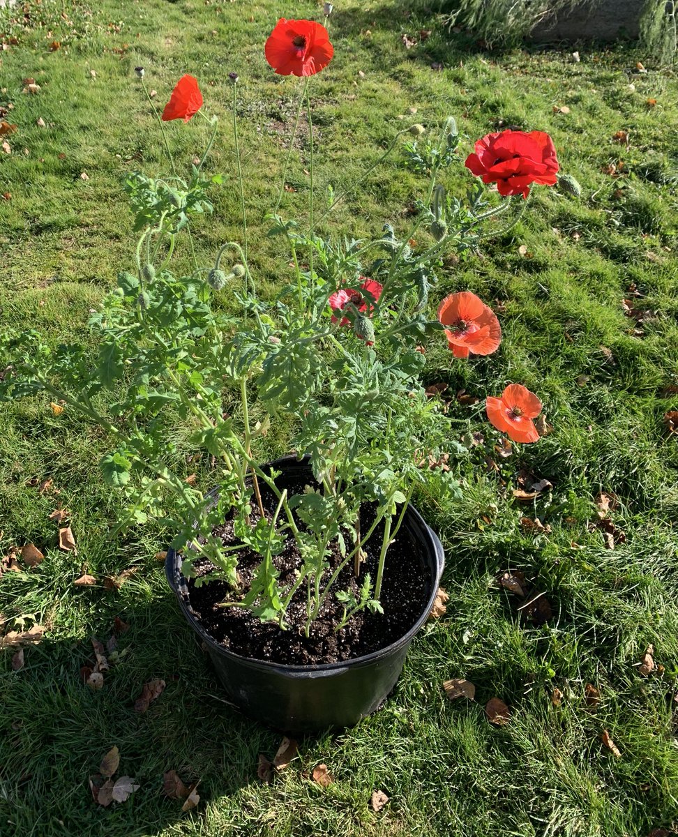 NelsonEdge's tweet photo. #poppies we grew this year for #RemembranceDay2020 #RememberanceDay #LestWeForget #VetsInService #Veteran #poppy #Legion #CanadianLegion https://t.co/KryZSq5NVC