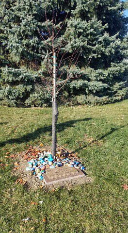 team_linge's tweet photo. Amazing day to be a fifth grader at Parsons! Our kiddos led with compassion and pride today as we rededicated a tree in Stacey’s honor. Her memory lives on at Parsons. Thank you Carefree Lawn Care for your tree and rock donation #alwaysapirate #choosekindness #happygsd https://t.co/VD7sixn0p3