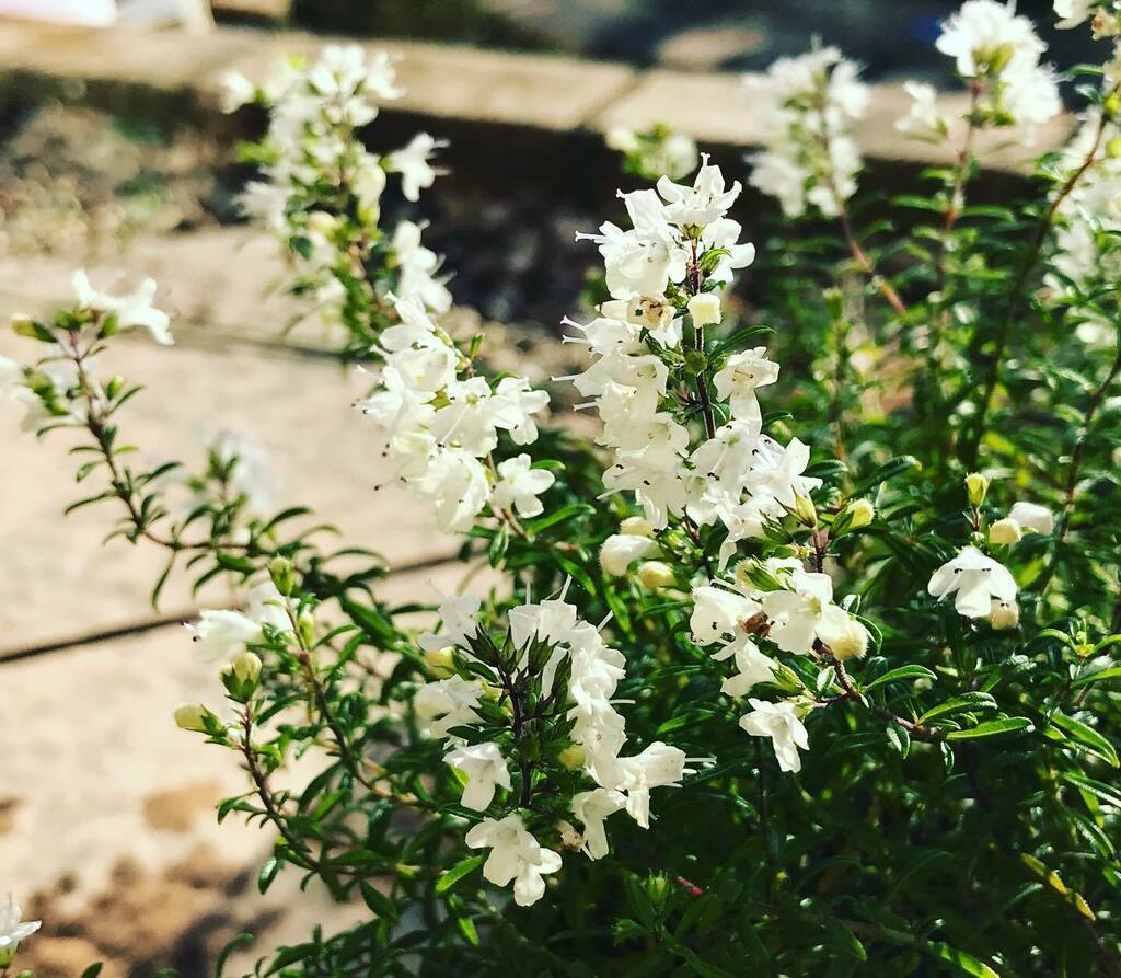 花楽咲庭 サツレジャ モンタナ 小さな白い花が 7月から11月まで 咲くようです ハーブなのでお茶に 利用でき香りはタイムに 似ています サツレジャモンタナ ウィンターセイボリー ハーブ マイガーデン 小さな庭屋 花楽咲庭 T Co