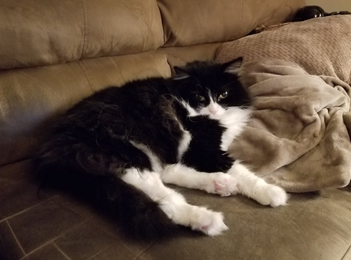 RuckusAmungus's tweet photo. 😼I NEVER Lay on the couch so Human felt the need to take this photo incase it NEVER Happens Again! #TryingOutNewThings
😹Have a Toe-rific #ToeBeanTuesday Furends!😸🐾
#CatsOfTwitter #flooflylicious #DIVA #TheFurrRealStruggle #TongueOutTuesday #tunatuesday #tuxietuesday https://t.co/sCi7Bw9zqn