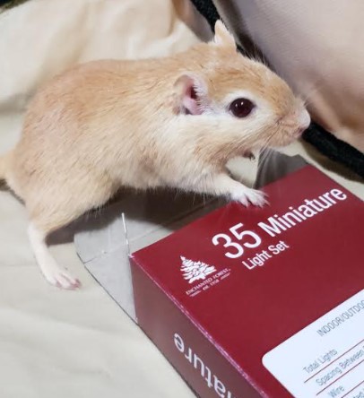 mnpcktpetrescue's tweet photo. Ananas the gerbil is putting his holiday wishlist together and right at the top, is his forever family. He will even help you recycle all that holiday gift wrap!
Apply today at https://t.co/jYhKJFI2EO
#adopt #gerbil #mnppr #gerbilsofmn #pocketpets https://t.co/gSwH7frn2N